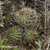 Lobivia maximiliana v. intermedia TB 929.1 (Mollebamba, 4003m, Apurimac, Peru)