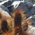 Lobivia maximiliana v. caespitosa MN 602 (SE Sayari, 3996m, Bol)
