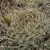 Lobivia maximiliana v. intermedia TB 928.1 (Caraybamba, South-East of Chalhuanca, 3858m, Apurimac, Peru)