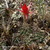 Lobivia maximiliana v. intermedia TB 930.1 (Mollebamba, 3889m, Apurimac, Peru)