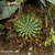 Lobivia maximiliana v. TB 937.1 (Curasco, 3483m, Apurimac, Peru)