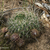 Lobivia tegeleriana TB 924.1 (Sallalli, South-West of Ayacucho, Ayacucho, Peru)