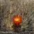 Lobivia pampana TB 789.1 (Sumbay, South of Chivay, 4356m, Arequipa, Peru)