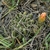 Lobivia tegeleriana TB 916.1 (Pampas, Huancavelica, 3317m, Peru)