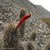 Loxanthocereus Loxanthocereus acanthurus ssp. pullatus TB 251.2 (Cata, Lima, 828m, Peru)