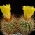 Parodia juckerii HJ 442
