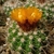 Parodia spec. MN 481 (Rio Pilcomayo, Bol)