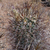 Sclerocactus parviflorus MN 550 (Park Creed Rd, La Sal, Utah)