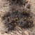 Tephrocactus hickenii JN 1374 (Estancia Bella Vista, Rio Negro)