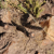 Pterocactus tuberosus JN 1416 (Salinas Las Diamante, 1372m, Mendoza, Arg)