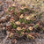 Tephrocactus darwinii JN 1379 (Chubut (Estancia San Eduardo, 252m, Arg)