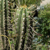 Trichocereus cuzcoensis TB 946.2 (Phiry, West of Ollantaytambo, 2778m, Cuzco, Peru)