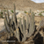 Weberbauerocereus weberbaueri TB 973.2 (Quicacha, Arequipa, Peru)