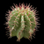 Euphorbia horrida