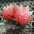 Eriosyce spectabilis FK 62 (Canto de Agua)