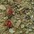 Lobivia variispina TB 190.1 (Tres Cruces, North of Iscayachi, Tarija, Bol, 3431m)