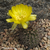 Lobivia haematantha v. elongata TB 376.1 (San Jose de Escalchi, Salta, Arg)