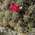Lobivia rauschii TB 153.1 (Mischka Pampa, Chuquisaca, 3289m, Bol)