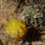 Lobivia pugionacantha TB 231.1 (Villazon, Potosi, 3845m, Bol)
