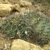 Echinopsis spec. TB 521.3 (San Jose de Paredon, Tarabuco to Icla, Chuquisaca, Bol)