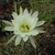 Echinopsis ancistrophora fma TB 668.1 (Alto de Medina, North of Villa Padre Monti, Tucuman, Arg)
