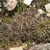 Lobivia chrysochete TB 032.1 (Rodeopampa, Salta, Arg)