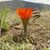 Lobivia calorubra v. mizquensis TB 098.1 (Mizque, Cochabamba, Bol)