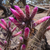 Cleistocactus candelilla MN 445 (E Saipina, Bol)