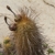 Haagecereus spec. RH 4985a (Ancash, Chasquitambo, 590m, Peru)