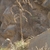 Puya spec. RH 4978 (Acos, Lima, 1590m, Peru)