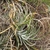 Puya spec. RH 4924a (San Pablo, Cuzco, 3730m, Peru)
