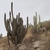Weberbauerocereus weberbaueri fma torataensis RH 4898 (Coalaque, Moquegua, 2500m, Peru)