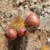 Haagecereus pseudomelanostele ssp. turbidus RH 4846 (Huallhua, Ica, 1220m, Peru)