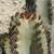 Neoraimondia arequipensis v. roseiflora RH 4841a (Chinemea, Lima, 970m, Peru)