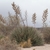 Puya spec. RH 4897 (Puquina, Moquegua, 3170m, Peru)