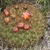 Oroya peruviana RH 4946 (Laguna Pachuca, Apurimac, 3430m, Peru)