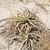 Puya spec. RH 4900 (Coalaque, Moquegua, 2360m, Peru)