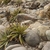 Deuterocohnia spec. RH 4998b (Rio Santa, Ancash, 630m, Peru)