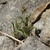 Sinningia spec. RH 4944 (Abancay, Apurimac, 1840m, Peru)