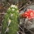 Corryocactus spec. RH 4995b (Ronca Huata, Ancash, 2120m, Peru)
