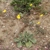 Cistanthe spec. RH 4866c (Tanaca, Arequipa, 260m, Peru)
