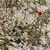 Cistanthe spec. RH 4880b (Camana, Arequipa, Peru)