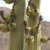 Browningia candelaris fma minor RH 4902 (La Guisa, Moquegua, 1340m, Peru)