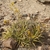 Deuterocohnia spec. RH 4997c (Mirador, Ancash, 760m, Peru)