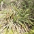 Puya spec. RH 4943 (Estrella, Cuzco, 1910m, Peru)