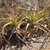 Puya spec. RH 4862a (Coracora-Yaunca, Ayacucho, 2750m, Peru)