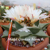 Ariocarpus retusus 'Mesa Garden form C'