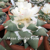 Ariocarpus retusus 'Mesa Garden form B'