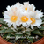 Ariocarpus retusus 'Mesa Garden form D'