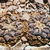 Ariocarpus fissuratus AL 756 (Sierra San Vicente, TX)